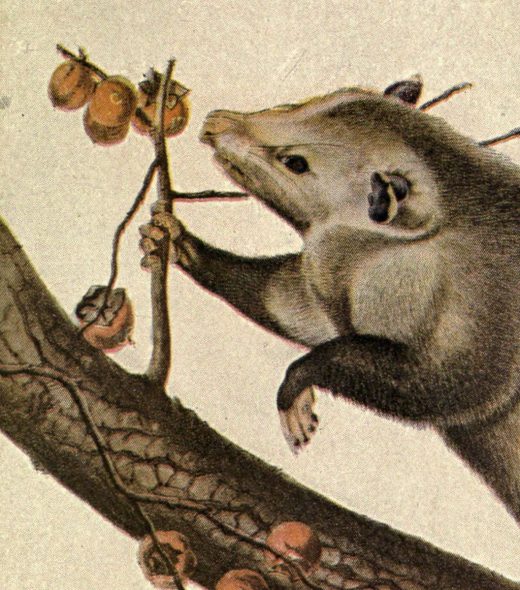Two opossums in a tree